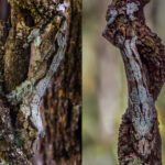 'The Art of Camouflage, Mossy Leaf-tailed Gecko style'. Two angles on the same gecko - which one stands out more? (image by Virginia Wilde)