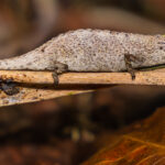 The nano-chameleon 'Brooksia nana' has an expression that brings a whole new meaning to 'angry resting face'. Adult males measure only 22mm, and they survive on tiny mites (image by Virginia Wilde)