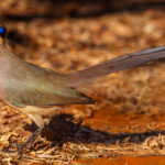 An Olive-capped Coua hops around the leaf litter in Madagascar's Spiny Forest. Formerly treated as a subspecies of the Red-capped Coua, it was elevated to species status based on differences in plumage and vocalisation (image by Virginia Wilde)