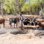 An Ovahimba man taking his cows to the well to drink (image by Inger Vandyke)