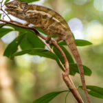 A Panther Chameleon gulps down its insect prey as it stalks the vegetation in Madagascar's Andisabe-Mantadia National Park (image by Virginia Wilde)