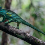 A male Parson's Chameleon - showcasing its distinctive warty 'horn' - inches its way along a branch in Madagascar's rainforest (image by Virginia Wilde)