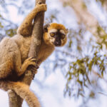 'Just hanging out here, having a nosy around!' A Red-fronted Brown Lemur checks out what's going on below, in Madagascar's Kirindy Forest (image by Virginia Wilde)