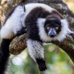 Portrait of a Black and White Ruffed Lemur - normally one of the loudest lemurs in the reserve of Le Palmarium - in a moment of calm. The screeches of the Black-and-white Ruffed Lemurs can often be heard at night (image by Virginia Wilde)