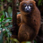 Renowned for being gentle, curious lemurs, the Red-bellied are known for their luxuriant chestnut brown coats (image by Virginia Wilde)