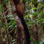 A Red-bellied Lemur - showcasing its magnificent bushy tail - enjoys life in the trees at Madagascar's Le Palmarium Reserve (image by Virginia Wilde)