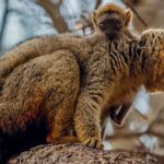 Awww! A tiny Red-fronted Brown Lemur, not more than a few weeks old, clutches its mother, staring out at the world with saucer-shaped eyes (image by Virginia Wilde)