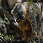 'This fruit is tasty, and I'm not sharing!' A Red-fronted Brown Lemur enjoys its snack in the forests of Kirindy (image by Virginia Wilde)