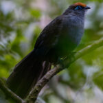 A Red-fronted Coua - displaying the rufous 'crown' that gives it its name - in dense vegetation in the Andisabe-Mantadia National Park (image by Virginia Wilde)
