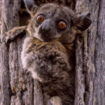 A Red-tailed Sportive Lemur looks down from its tree hollow home. Red-tailed Sportives are critically endangered, heavily hunted for food during times of famine (image by Virginia Wilde)