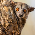 The wide eyes of a normally nocturnal Red-tailed Sportive Lemur, found in Madagascar's dry deciduous forests (image by Virginia Wilde)