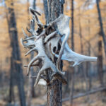 The Tsaatan will sometimes leave offerings of reindeer antlers to the forest shamans (image by Inger Vandyke)