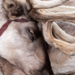 Close up of a sleeping reindeer (image by Inger Vandyke)