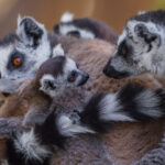 It takes a village to raise a child! An energetic infant Ring-tailed Lemur jumps between members of its troop (image by Virginia Wilde)