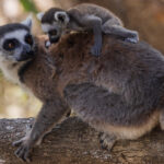'Hold on there, little guy!' 'An infant Ring-tailed Lemur - a species known as 'Maky' in Madagascar - looks slightly unsteady as it clings to its mother (image by Virginia Wilde)