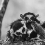 A Ring-tailed Lemur infant shows why mums body makes for the best pillow. No matter what species you are (image by Virginia Wilde)