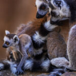 'Go on, little one, have some courage'. Ring-tailed Lemurs in Isalo National Park look on lovingly at one of their infants (image by Virginia Wilde)