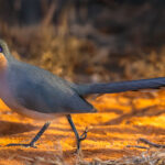 A Running Coua - renowned for being tricksy to photograph - pictured in the Spiny Forest (image by Virginia Wilde)