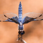 A Silver Widow Dragonfly pauses - wings out - by a river-bed in Madagascar's Isalo National Park (image by Virginia Wilde)