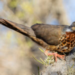 A Subdesert Mesite - endemic to southwest Madagascar - shows its long curved bill that it uses to probe the soil for food (image by Virginia Wilde)