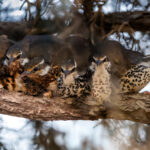 Only found in Madagascar's last remnants of Spiny Forest, the Subdesert Mesite roosts communally - with it sometimes hard to determine where one bird ends and another begins (image by Virginia Wilde)