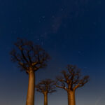 Their trunks lit by moonlight, three baobabs beneath a scattering of stars in the Madagascar evening sky (image by Virginia Wilde)