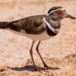 A Three-banded Plover darts across the salt marshes near Tulear. Salt is still harvested here from evaporated pools using Zebu carts for transport (image by Virginia Wilde)