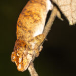 A tiny Leaf Chameleon even has 'veins' that match those on the underside of leaves, as it clings to stems in the Madagascar rainforest (image by Virginia Wilde)