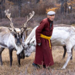 An elderly Tsaatan headman brings his reindeer in from grazing (image by Inger Vandyke)