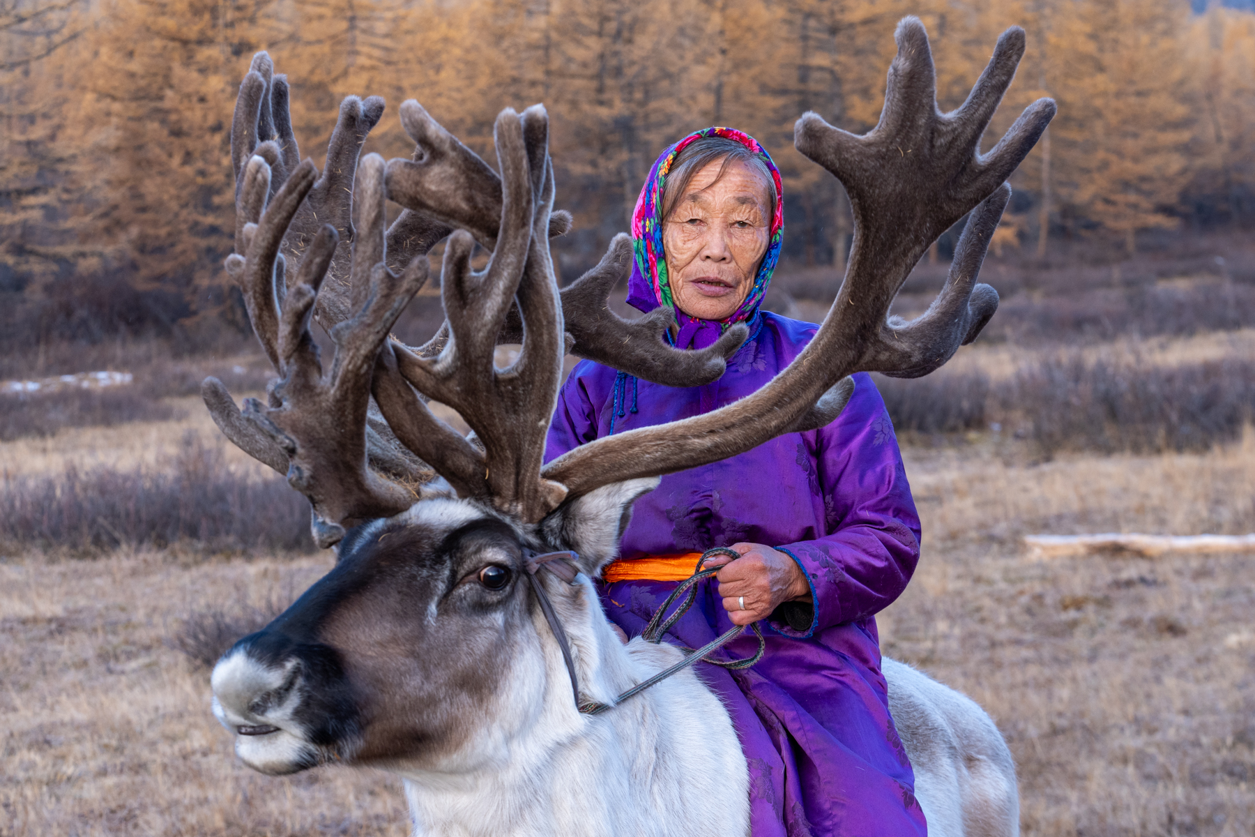 Mongolia's Forgotten Reindeer Herders Photo Tours - Wild Images