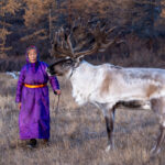 An elderly Tsaatan lady dwarfed by a large male reindeer (image by Inger Vandyke)