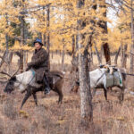 Tsaatan Reindeer Nomads on the move, bringing their herds down from their summer pastures (image by Inger Vandyke)