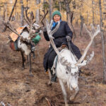 On migration the reindeers keep quite a fast pace! (image by Inger Vandyke)