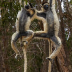 'So you hold the branch like this with this hand - and then pester the other with this one!' Two Verreaux's Sifaka demonstrate the art of tree play (image by Virginia Wilde)