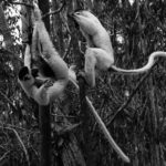 Two Verreaux's Sifaka lark about in the trees of the Kirindy Forest. Well, if you were so adept at leaping, and had such incredible tails, you would lark about too (image by Virginia Wilde)
