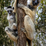 A Verreaux's Sifaka and her infant enjoy their arboreal vantage point - perfectly adapted to their forest home (image by Virginia Wilde)