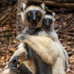 Verreaux's Sifaka often have the most animated facial expressions, making them look eternally surprised. This mother and infant look animated as they feast on Jujube berries (image by Virginia Wilde)