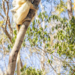 'Hold on, baby lemur!' A Verreaux's Sifaka, just about to leap, shows her infant what expert tree climbing looks like (image by Virginia Wilde)