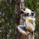 With her infant appearing like a perfect 'mini me', this Verreaux's Sifaka mother climbs high into the trees, with her youngster holding tightly on (image by Virginia Wilde)