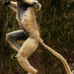 The endangered Verreaux's Sifaka are capable of making remarkable leaps through trees - with distances of 10 metres not uncommon. On the ground, they hop bipedally, making it look as if they are dancing (image by Virginia Wilde)