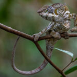 A Warty Chameleon - distinguished mostly from Oustalet's by the number of spikes on its spine - changes direction on its branch perch (image by Virginia Wilde)