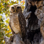 A Madagascar White-browed Owl surveys its forest realm from a particularly owl-shaped roosting hollow, in Madagascar's Zombitse National Park (image by Virginia Wilde)