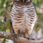 Portrait of a Madagascan White-browed Owl, with its handsome brown barred underparts (image by Virginia Wilde)
