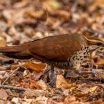 A White-breasted Mesite scurries about on the forest floor in Kirindy Forest, Madagascar (image by Virginia Wilde)