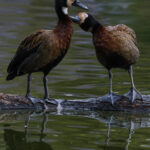 Two White-faced Whistling Ducks preen each other in capital Antananarivo's lovely Lake Alarobia (image by Virginia Wilde)