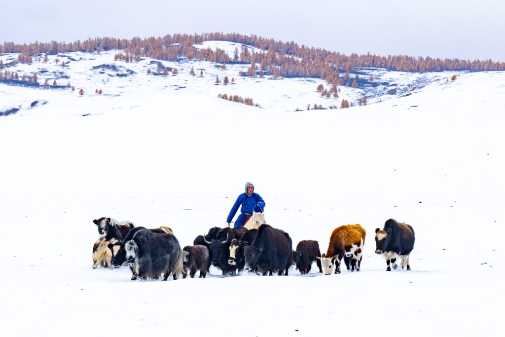 Herding yaks in the snowy landscapes of the Darkhad Depression in northern Mongolia (image by Inger Vandyke)