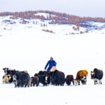 Herding yaks in the snowy landscapes of the Darkhad Depression in northern Mongolia (image by Inger Vandyke)