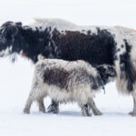 A Yak mother feeding her calf in the snow (image by Inger Vandyke)