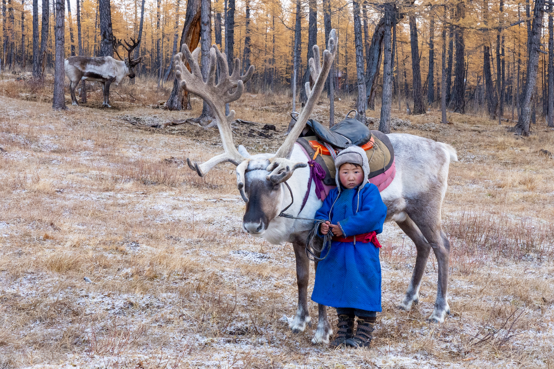 Tsaatan children are raised to know and understand reindeer from a very young age (image by Inger Vandyke)