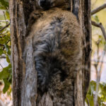 Found almost entirely in the Zombitse National Park in south-west Madagascar, the Zombitse (or 'Hubbard's) Sportive Lemur remain alert in their sleeping holes throughout the day, because of the threat from Fosa and Madagascar Boa (image by Virginia Wilde)